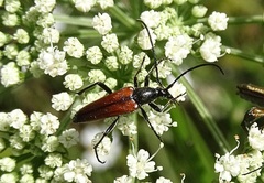 Stenurella bifasciata
