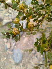 Larrea nitida