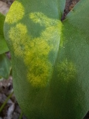 Phyllosiphon arisari