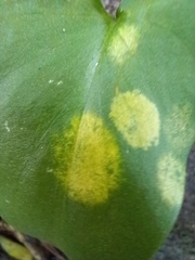 Phyllosiphon arisari