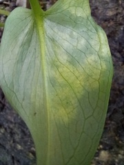 Phyllosiphon arisari