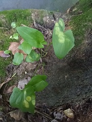 Phyllosiphon arisari