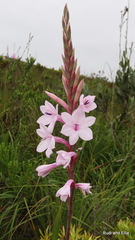 Watsonia knysnana