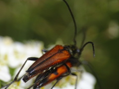 Stenurella bifasciata