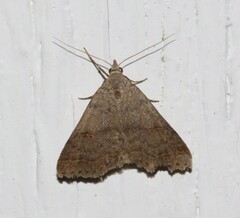 Bleptina caradrinalis