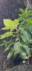 Fuchsia boliviana