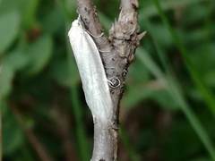 Pseudatemelia subochreella