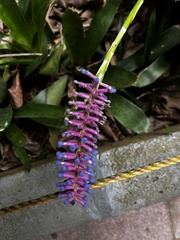 Aechmea gamosepala