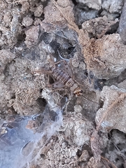 Gryllodes sigillatus