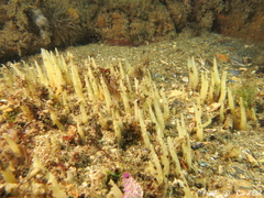 Ciocalypta penicillus