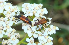 Stenurella bifasciata