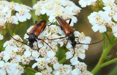 Stenurella bifasciata