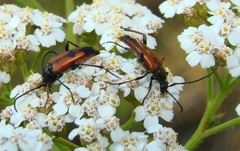 Stenurella bifasciata