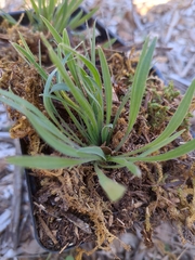 Plantago wrightiana
