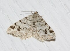 Macaria pinistrobata
