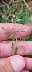 Poa annua