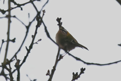 Regulus ignicapilla