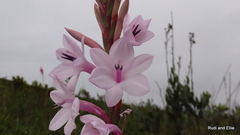 Watsonia knysnana