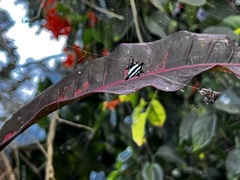 Gasteracantha geminata