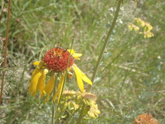 Gaillardia aristata