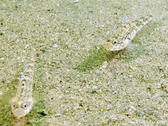 Pomatoschistus pictus