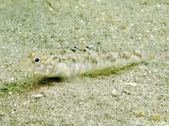 Pomatoschistus pictus