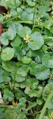 Hydrocotyle bonplandii