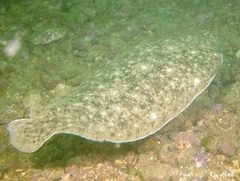 Solea solea
