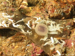 Spirobranchus lamarcki