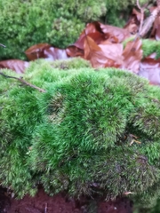 Dicranodontium denudatum