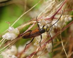 Stenurella bifasciata