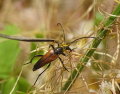 Stenurella bifasciata