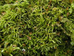 Sciuro-hypnum starkei