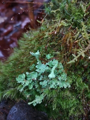 Cladonia digitata