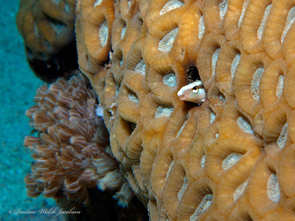 Lance blenny
