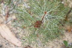 Petrophile canescens
