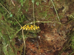 Pantherodes
