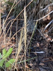 Aristida spiciformis