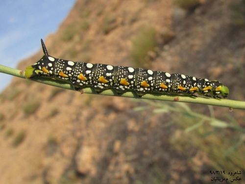 Leafy Spurge Hawkmoth