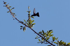 Cynanthus doubledayi