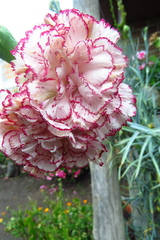 Dianthus caryophyllus