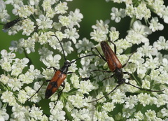 Stenurella bifasciata