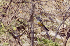 Trogon citreolus