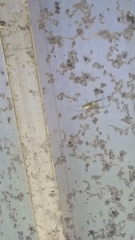 Leucauge argyrobapta