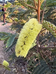Paraserianthes