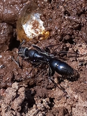 Bothroponera sulcata