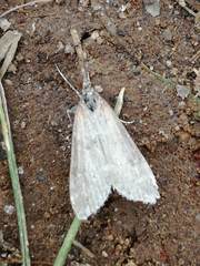 Udea carniolica