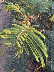 Paraserianthes