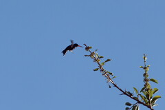 Cynanthus doubledayi