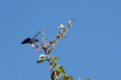 Cynanthus doubledayi